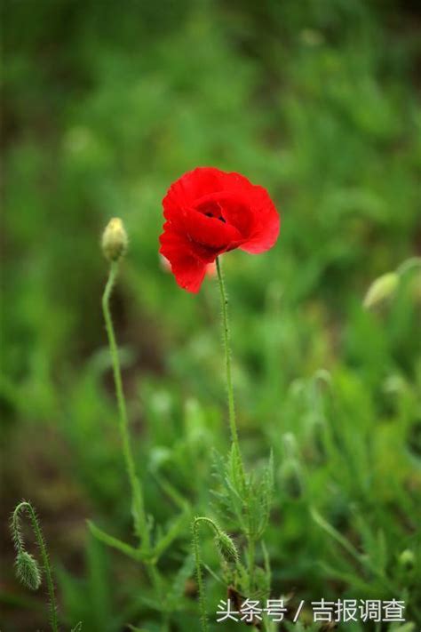 虞美人 花語|虞美人的花語和象徵代表意義：生離死別、悲歌